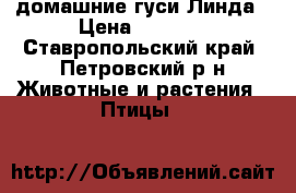 домашние гуси Линда › Цена ­ 1 000 - Ставропольский край, Петровский р-н Животные и растения » Птицы   